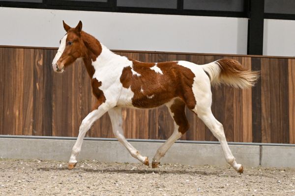 Jolly Jumper AV Z - 3