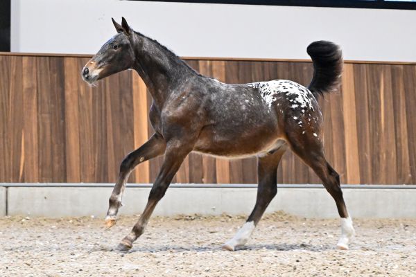 Jollyjumper des Bellignies Z - 2