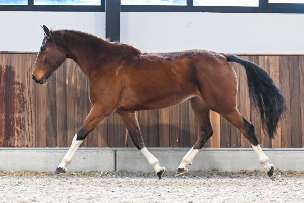 Quilina van 't Merelsnest - 2