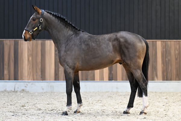 Harvey vd Berghoeve Z - 1