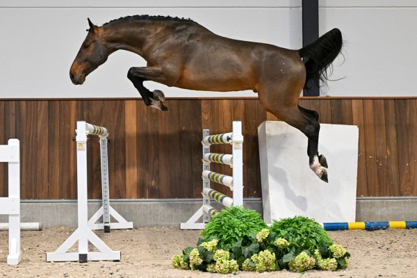 William di Jonella - 4