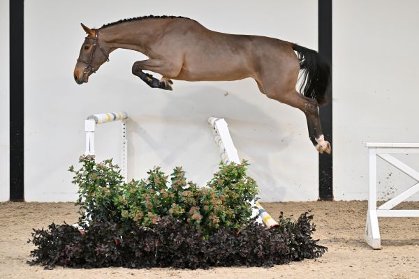 Diva vd Gerkenberg Z - 2