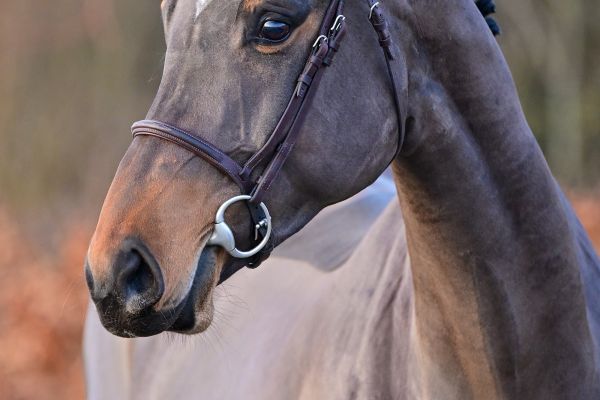 Ufania P van de Donkhoeve - 2