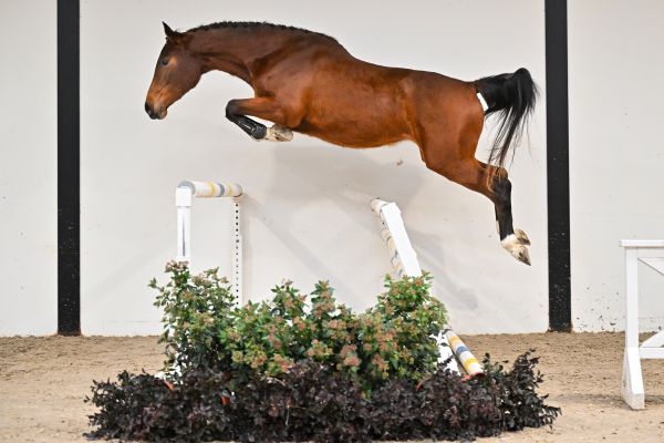 Elise du Maillet Z - 3