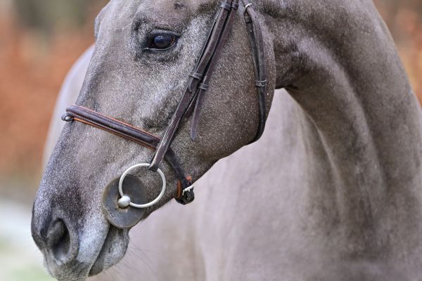 Mirano de Courcel - 1