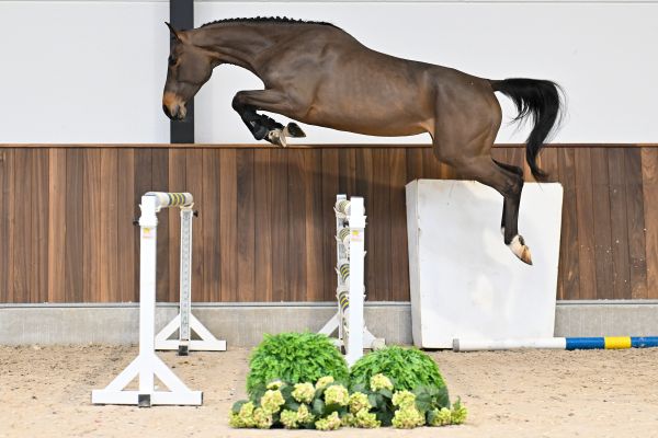 Arquana Cera du Maillet Z - 2