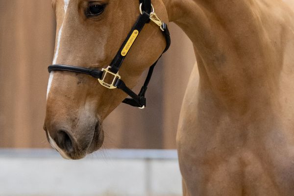 Dalhia du Maillet Z - 1