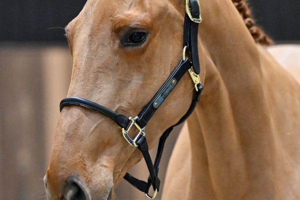 Miracle of Matisse RV Z - 1