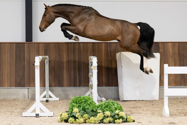 Wolf vd oude katzij - 2