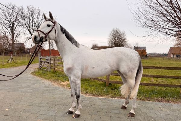 Coup de Coeur KVG Z - 5