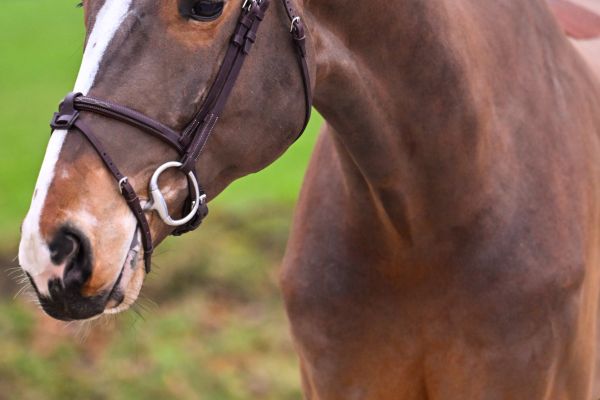 Toronto van het Lindehof 1