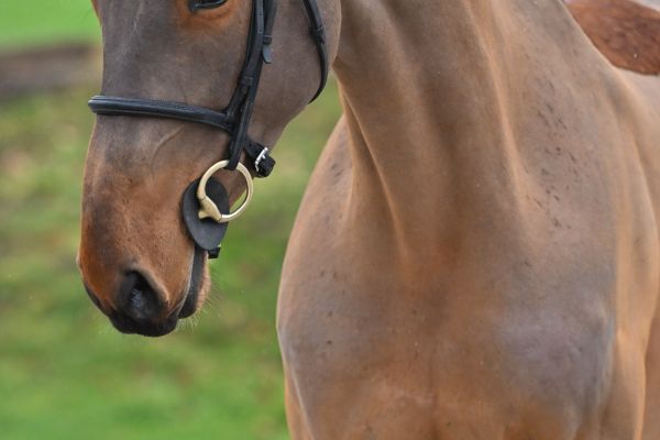 Bacardi vh Gebergte Z 1