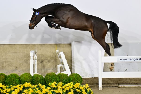 Toledo van de Molendreef Z