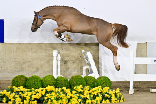 Cayman van de Kasteeldreef Z