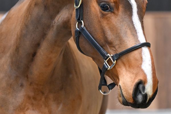 Q-pidon de la Belle-Croix 1