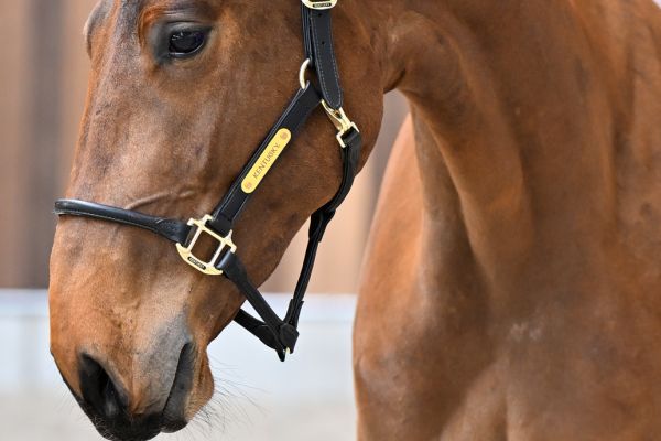 Applejack van de Zuuthoeve Z 1