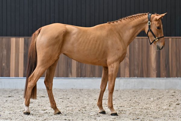 Argentina vd Withoeve 3