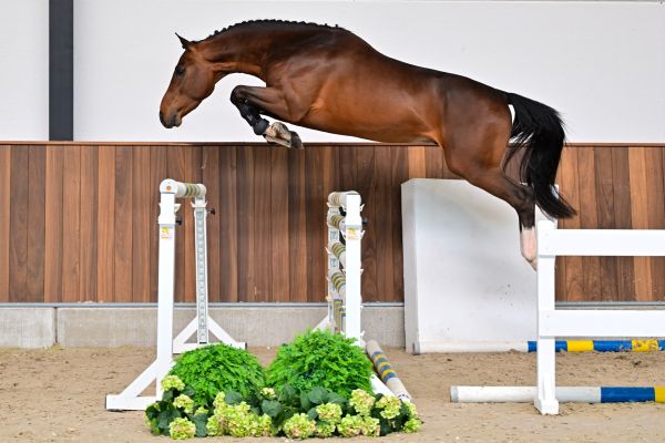 Jag L & L Fortuna Z 2