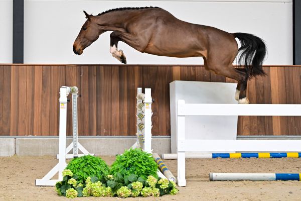 Conquest vd Withoeve Z 2