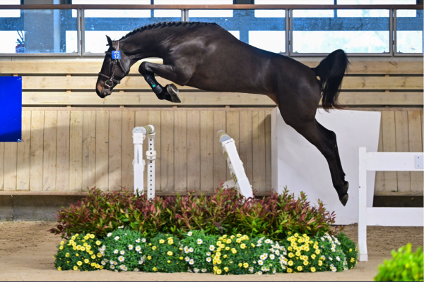 Chike van Koekenhuyze Z 2