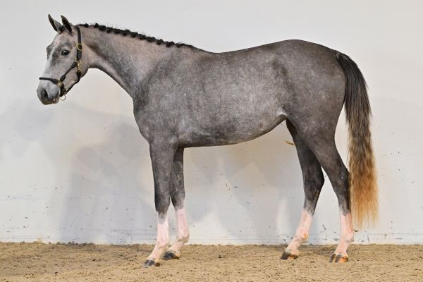 Osmose de Bornival Z 3