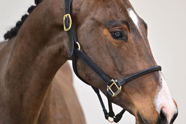 Rimrock de Bornival 1