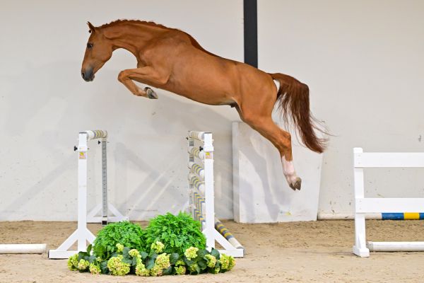 Crameur de la Jonquerelle 2