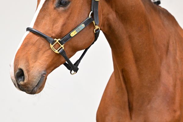 High Big Landa K Z 1