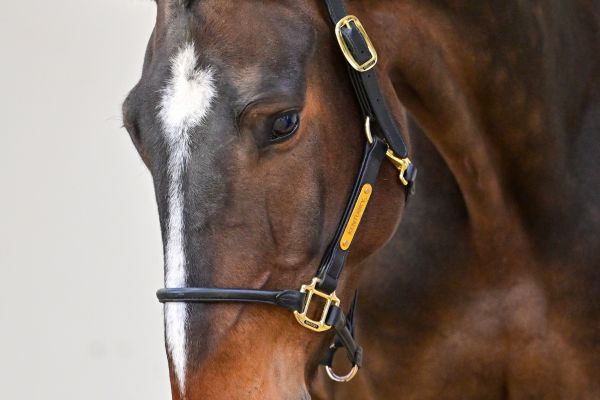 Flint de Bornival Z 1