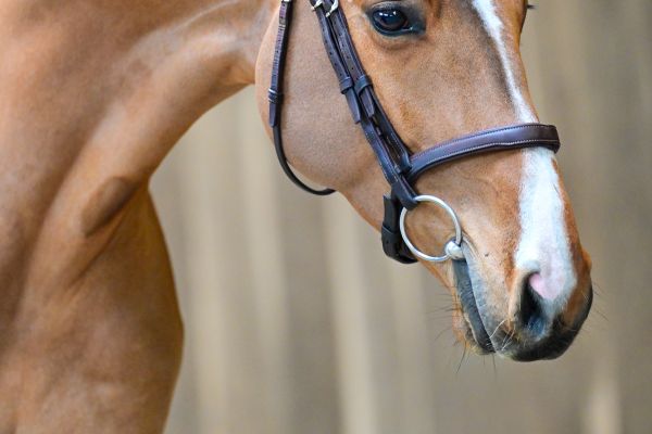 Chacco's Prins de Fradiliaus Z 1