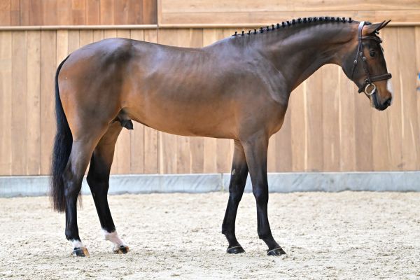 Delgado des Hauts Monceaux Z 3