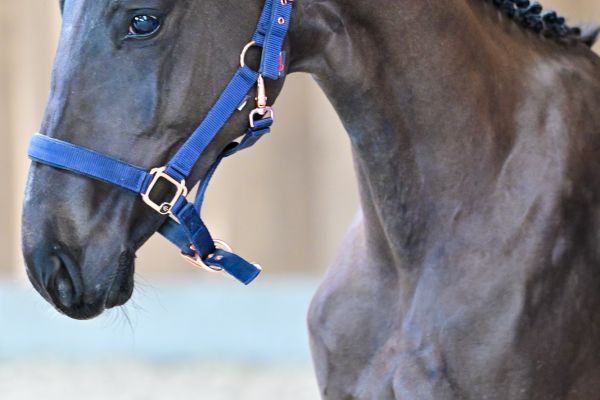 Tiny Tinker bell de la Dreve 1