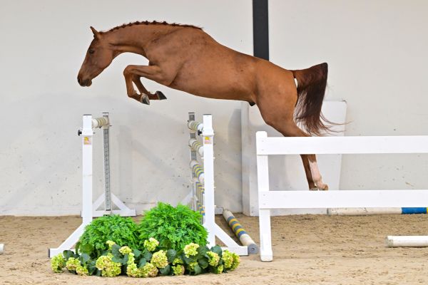 Take Away de Bornival Z 2