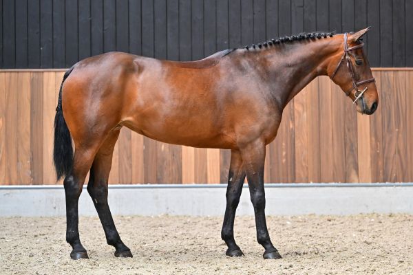 Charisma de la Marchette Z 3