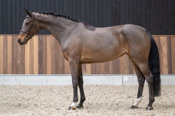 Haloas des Courtis Z 3