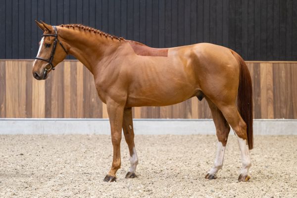 Un Ami van de Binnenheide 3