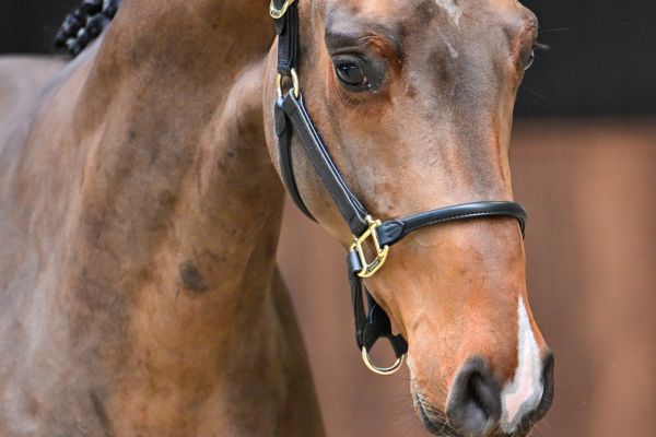 Chase vd Berghoeve Z 1