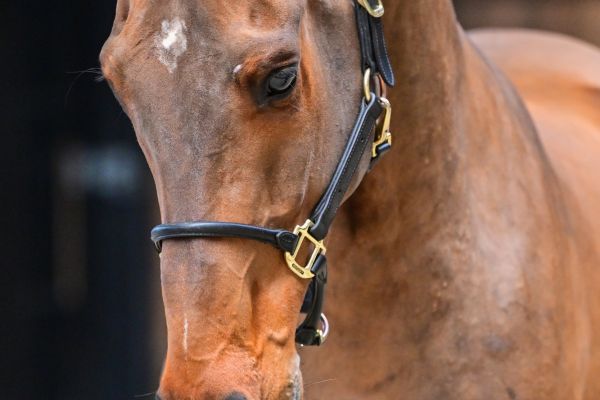 Caballo vd Berghoeve Z 1