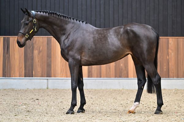 Sevilla van de Hagenhorst 3