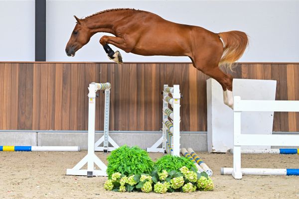 Hemerald vd Paepehoeve Z 2