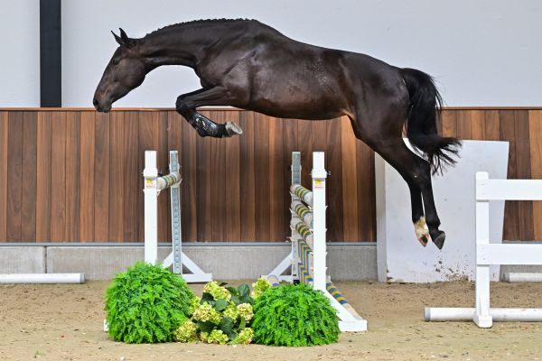 Casmira vd Holsteinerhoeve Z 2