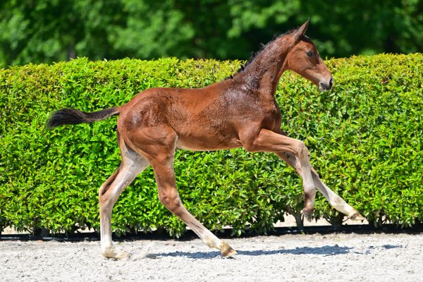 Denaud vd Schrale Hamme Z 3