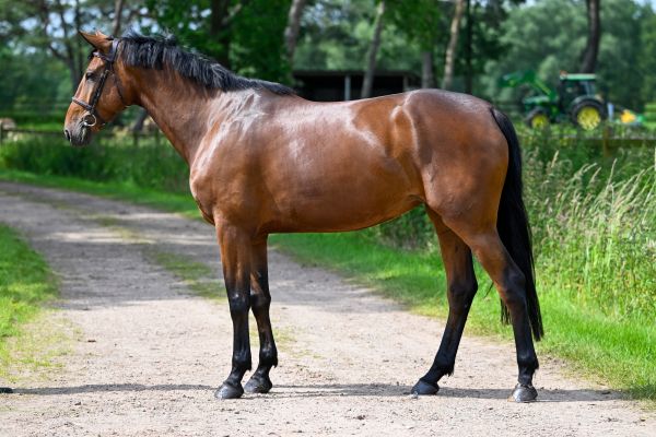 C'est Belle VDB Z 3