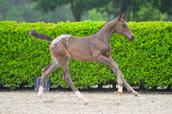 Jashmir du Soleil Z 3