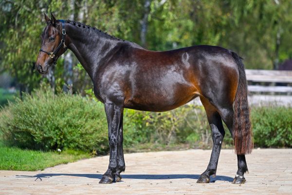 Quinette vd Padenborre 