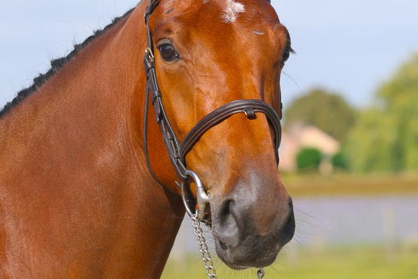 Constantine AE Z - 2