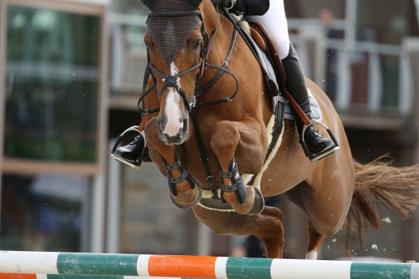 Sterrehof's Ushi - 1