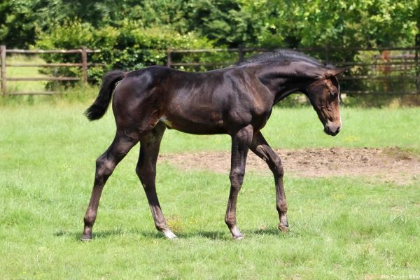 Carambole - Dabelle vd Haterbeek Z 2024