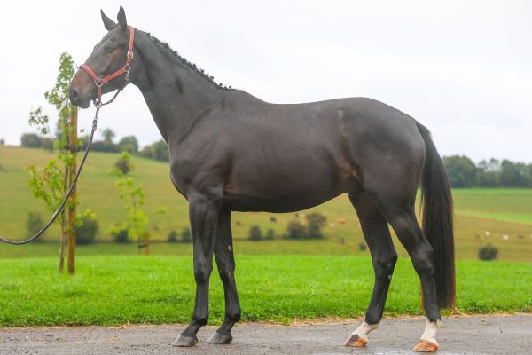 Quito de Nalonsart - 1