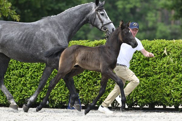 C&ocirc;te d'Argent Terheide Z